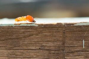 Comment éviter l’apparition de termites