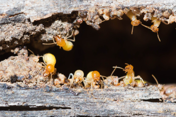 fourmis blanches logement
