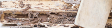 traitement termites