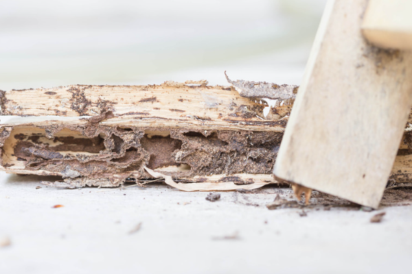 Traitement termites : comment choisir ?